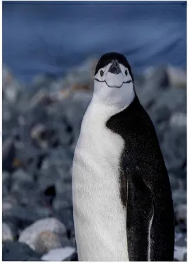 3dRose 22x30 Bath Hand Pool Towel - South Shetland Islands. Half Moon Bay. Chinstrap Penguin on Beach. Penguins